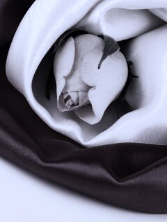 Нераспустившийся цветок розы в шелке обои