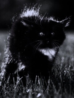 Кот воитель обои