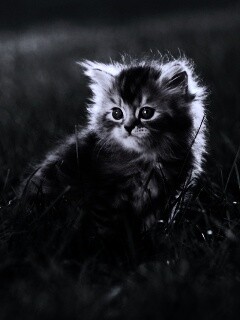 Пушистый котенок в траве обои