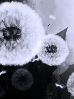 Одуванчики обои