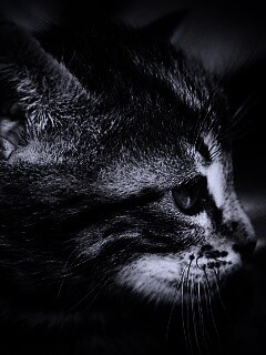 Котенок с голубыми глазами обои