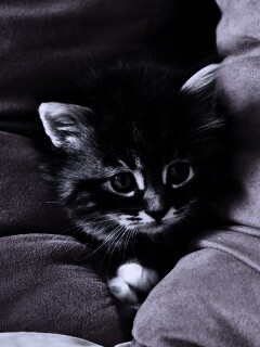 Котенок в подушках обои