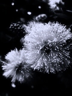 Сказочный цветок обои