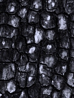 Кора дерева обои