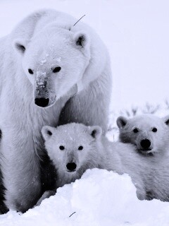 Белые медведи обои