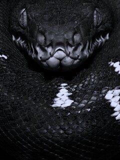 Зеленая змея обои