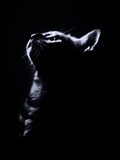 Ночной хищник обои