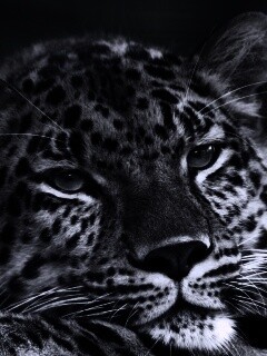 Злопасный ягуляр обои