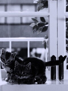 Милые котята обои