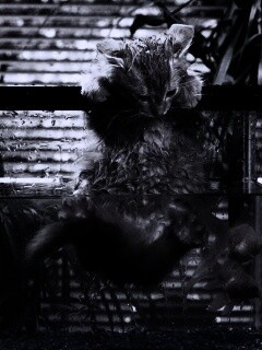 Мокрая киска обои