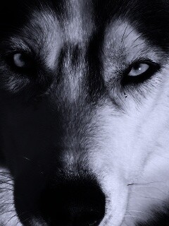 Собака с голубыми глазами обои