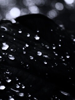 Роса на листке обои