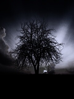 Дерево на закате обои