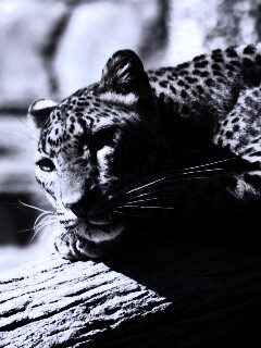 Отдых леопарда обои