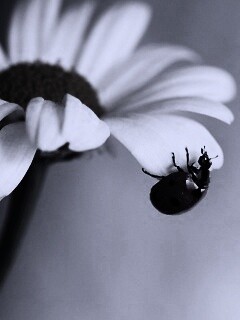 В гости к ромашке обои