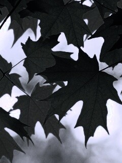 Кленовые листья обои