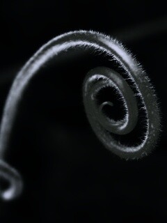 Завитушка растения обои