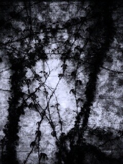 Растение на стене обои