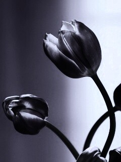 Сиреневые цветы обои