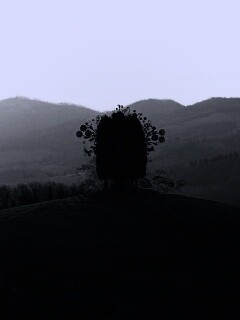 Деревья на холме обои