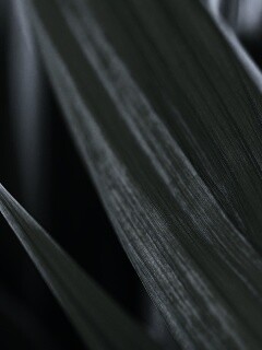 Идеальный кусочек зелени обои