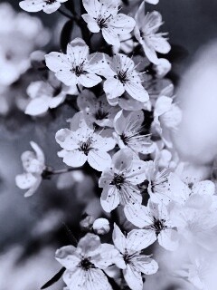 Цветение вишни обои