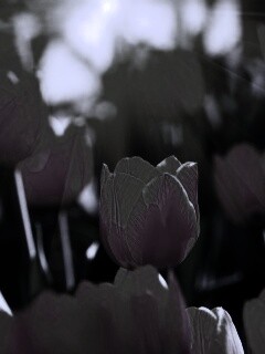 Солнечные тюльпаны обои