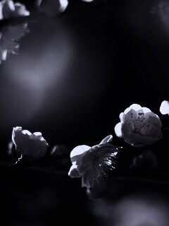 Цветущая вишня обои