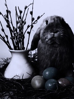 Пасхальный кролик обои