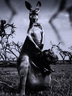 Кенгуру с бегемотом в сумке обои