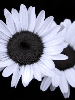 Ромашки обои