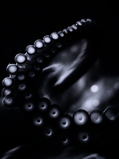 Щупальце обои