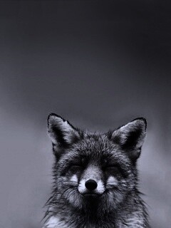 ^_^ Fox обои
