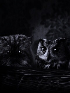 Чужой среди своих обои