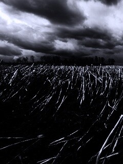 Убранное поле обои