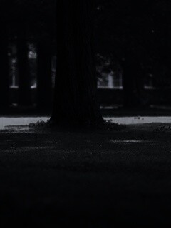 Ствол дерева обои