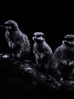 В дозоре обои