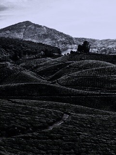 Плантации в Индии обои