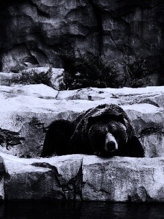 Медведь обои