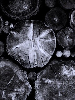 Древесный спил обои