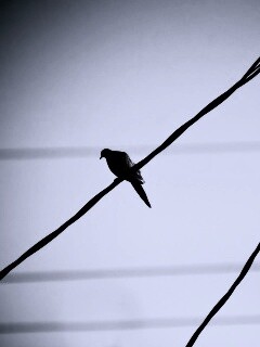 Птица на проводе обои