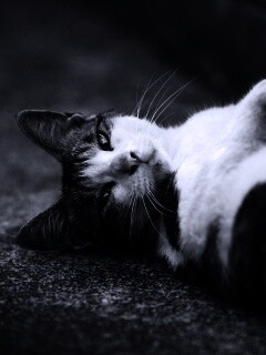 Кот лежит на спине обои