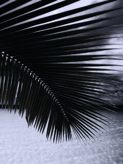 Пальмовый лист обои