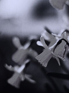 Нарциссы обои