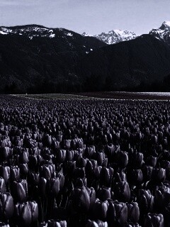 Поле тюльпанов обои