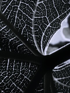 Внутренняя сторона листа обои