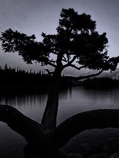 Дерево у горного озера обои