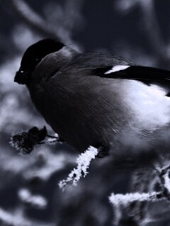 Снегирь на ветке обои