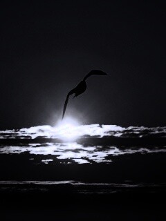 Морская чайка обои