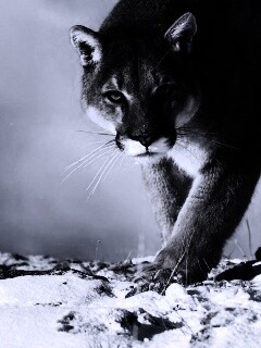 Пума с грозным взглядом обои